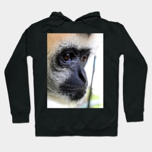 White Cheeked Gibbon Hoodie